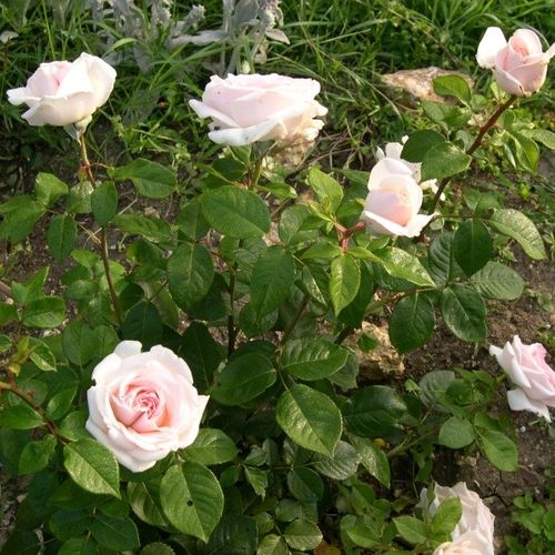 Világos rózsaszín - Teahibrid virágú - magastörzsű rózsafa- egyenes szárú koronaforma
